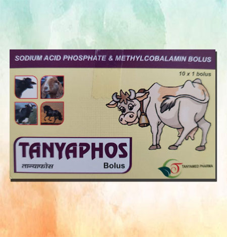 TANYAPHOS BOLUS
